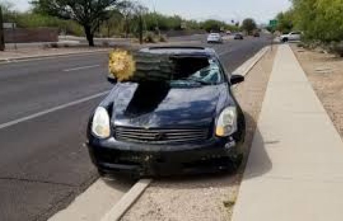 Pijan vozio auto, a kaktus mu proletio kroz vjetrobransko staklo (FOTO)