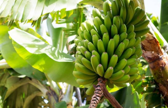 Klimatske promjene mijenjaju biljni svijet: U Čačku počeli da gaje banane