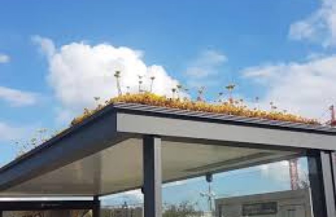 Posadili cvijeće na stotine autobuskih stanica kao poklon - pčelama