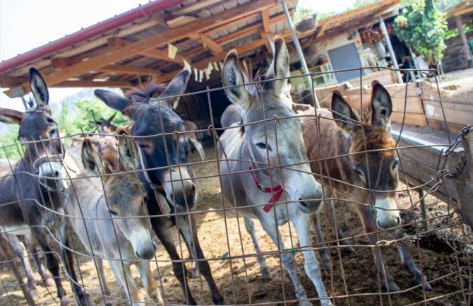 Crna Gora odnedavno ima Muzej magaraca