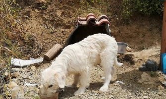 Pas godinu i po čeka na mjestu gdje mu je poginuo gazda (VIDEO)