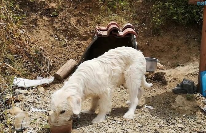Pas godinu i po čeka na mjestu gdje mu je poginuo gazda (VIDEO)