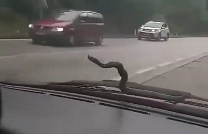 SLIJEPI PUTNIK: Nikšićanin tokom vožnje na šoferšajbni ugledao zmiju (VIDEO)
