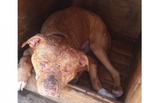 Pas u živim ranama pronađen pa nestao, slučaj i vlasnik prijavljeni