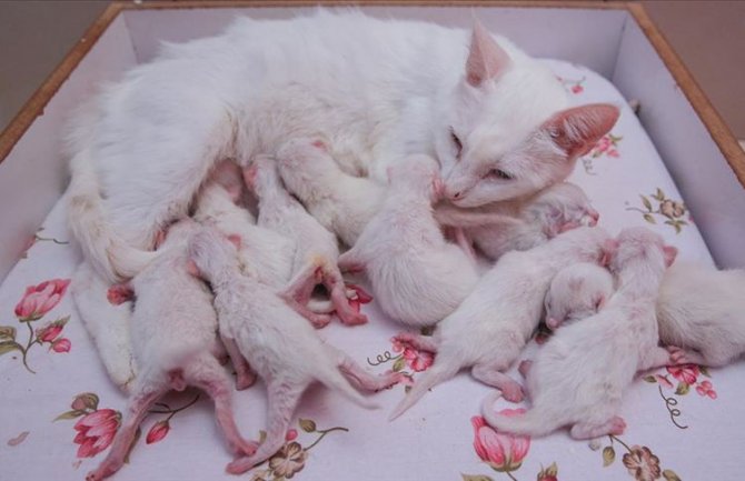 Van mačka u jednom okotu na svijet donijela deset mačića