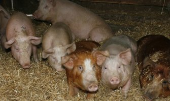 CG zabranila uvoz svinja i svinjskog mesa iz Srbije