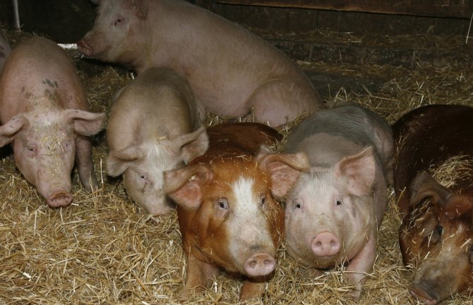 CG zabranila uvoz svinja i svinjskog mesa iz Srbije