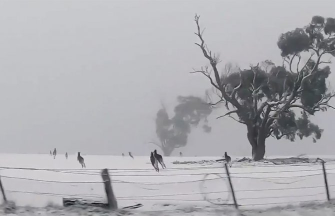 Igra kengura na snijegu oduševila svijet (VIDEO)