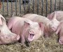 U Hrvatskoj zbog kuge ubijeno 19.000 svinja