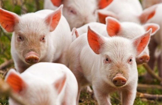 Nikšić: Spriječen nelegalni uvoz svinja