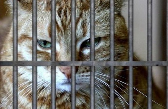 Mačka krijumčarila mobilne telefone u zatvor