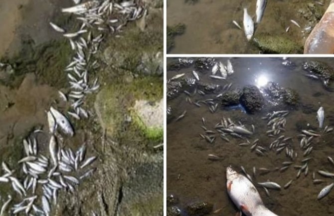 Uginula riba pronađena na obali Lima u Bijelom Polju, Opština traži kazne za odgovorne