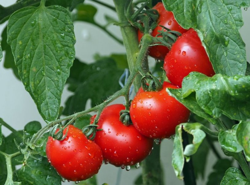 tomatoes1561565960720830x0