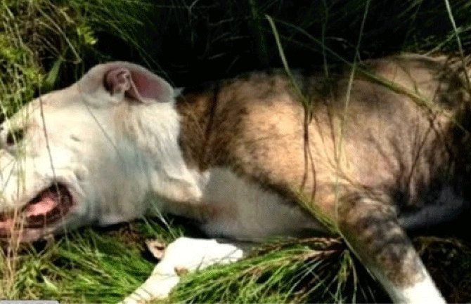 Četiri psa ubijena u park-šumi na Zlatici