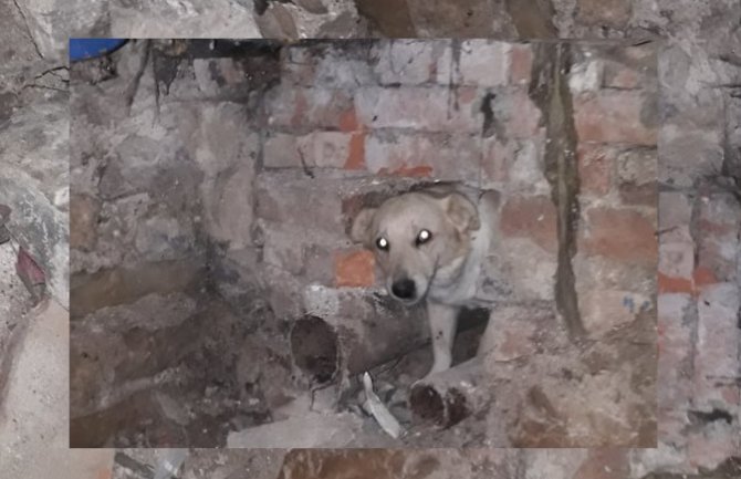 Pljevlja: Vatrogasci razbili zid kako bi oslobodili psa