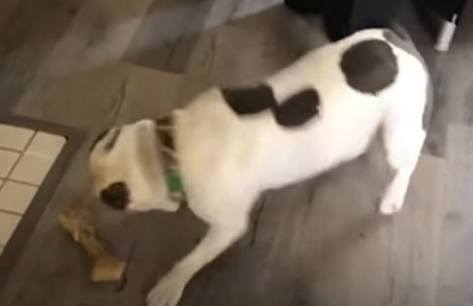 Pas koji ne može da sakrije oduševljenje kad dobije omiljenu hranu (VIDEO)