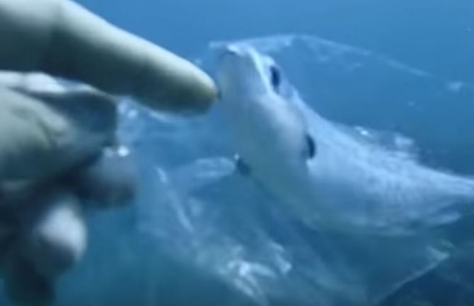 Snimak sa dna mora razbjesnio milione: Ronilac pronašao ribicu u plastičkoj kesi (VIDEO)