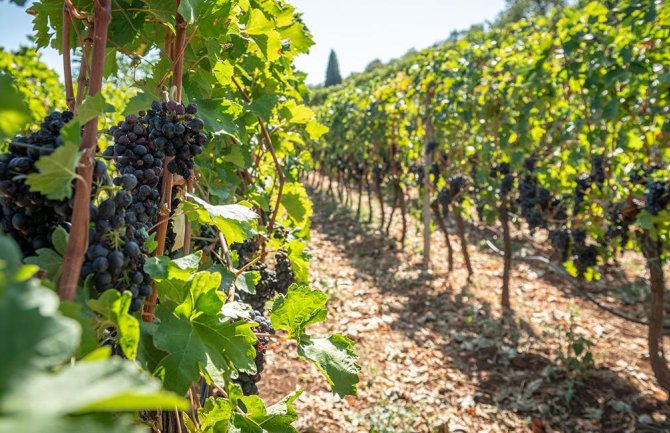Klima i zemljište pogoduju uzgoju vinove loze u Danilovgradu