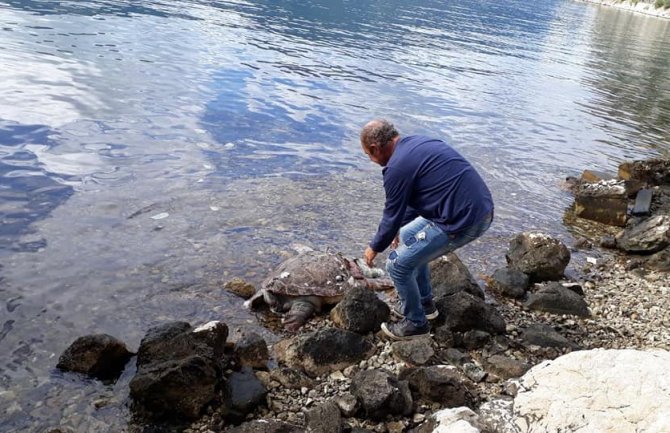Pronađen leš morske kornjače stare oko 25 godina, treći slučaj u ovom mjesecu 