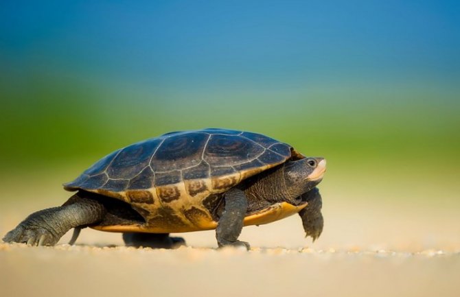 Ova kornjača ima 90 godina i oduševila je sve koji su je vidjeli (VIDEO)