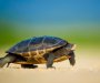 Ova kornjača ima 90 godina i oduševila je sve koji su je vidjeli (VIDEO)