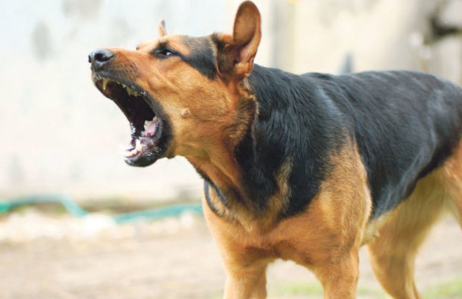 Budi odgovoran: Prijava protiv pasa lutalica u Baru