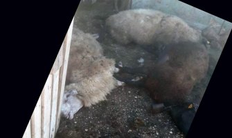 Uznemirujuće scene iz Bara: Pit bulovi rastrgli ovce(FOTO)