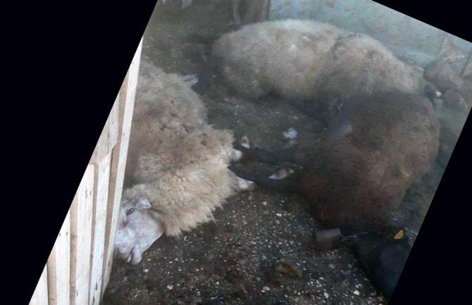 Uznemirujuće scene iz Bara: Pit bulovi rastrgli ovce(FOTO)