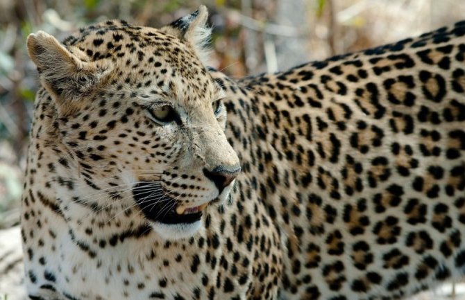 Fotografija postala hit na društvenim mrežama: Pronađite leoparda (FOTO)
