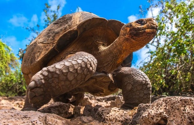Najstarija afrička kornjača uginula u 344. godini