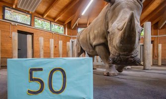 Najstariji nosorog slavi 50. rođendan, Natala se dobro drži iako je ostala bez zuba