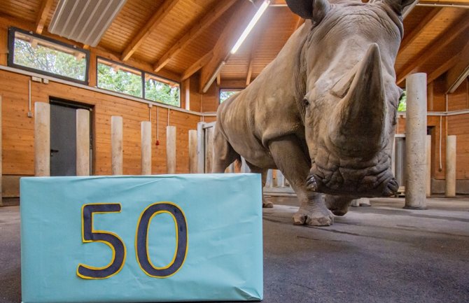 Najstariji nosorog slavi 50. rođendan, Natala se dobro drži iako je ostala bez zuba