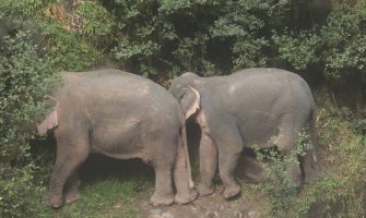 Uznemirujuće: Šest slonova stradalo u pokušaju da spasu mladunče (FOTO)
