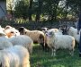 Čopor pasa napao stado ovaca: Jednu usmrtili, više nestalo i povrijeđeno(FOTO)