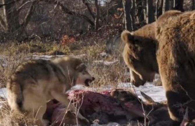 Okršaj između vuka i medvjeda (VIDEO)