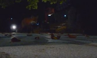 Odomaćile se: Mojkovčanin hrani lisice (VIDEO)