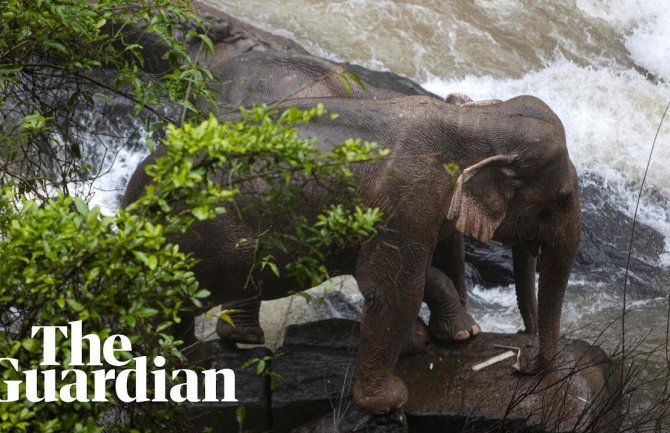 Šest slonova stradalo, pokušali da spasu slonče koje je upalo u vodopad (VIDEO)