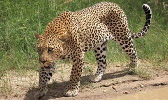 U Indiji leopard napao dijete, majka ga spasila od krvoločne životinje