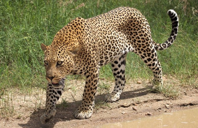  Djevojčica (11) spasila četvorogodišnjeg  brata  od napada leoparda
