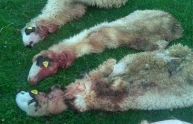 Vukovi zaklali 14 ovaca u bjelopoljskom selu