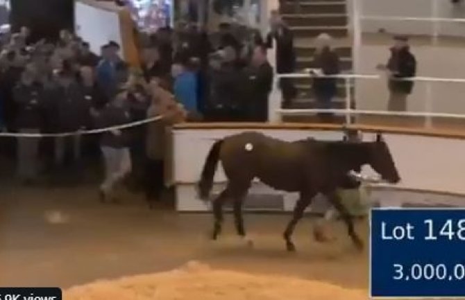 Šeik iz Dubaija potrošio četiri miliona dolara za novog konja 