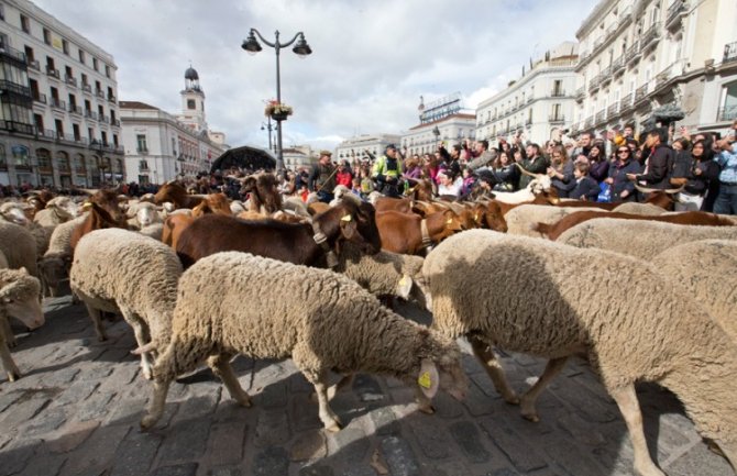 Ovce zamijenile automobile na ulicama Madrida
