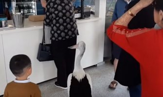 Pelikan ušao u restoran, pa strpljivo čekao u redu za hranu(VIDEO)