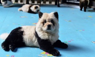 Kineski kafić mami goste životinjama: Ofarbali pse da liče na pande(VIDEO)