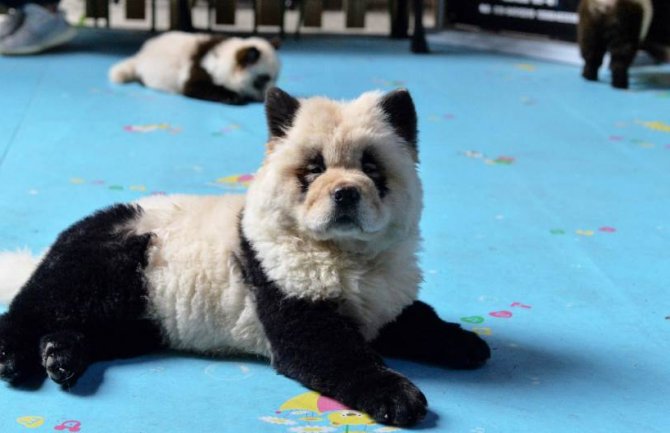 Kineski kafić mami goste životinjama: Ofarbali pse da liče na pande(VIDEO)