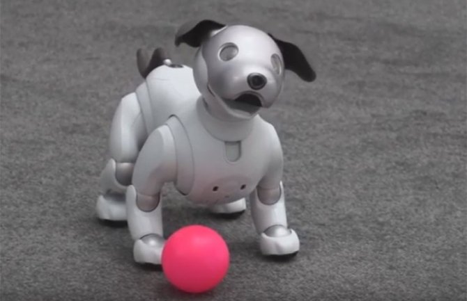 Pas robot: Ne jede, ne prlja, ne traži šetnju i nije jeftina igračka (VIDEO)