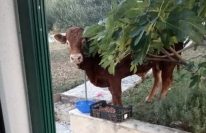 Četvrti dan potrage za bikom u Hrvatskoj: Džeri pobjegao iz klanice, traže ga i dronom