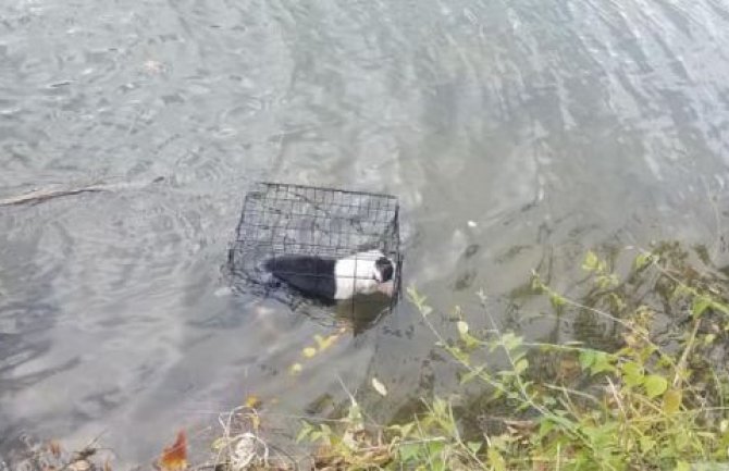 Zatvorili psa u kavez i bacili u jezero: Satima se borio za život (FOTO( (VIDEO)