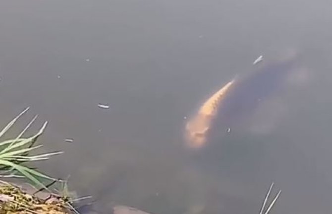 Šaran sa licem čovjeka pliva kineskim jezerom (VIDEO)
