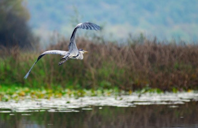 U NP Skadarsko jezero spriječen nezakonit izlov ribe